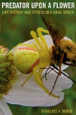Predator upon a Flower