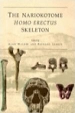 Nariokotome Homo erectus Skeleton