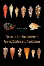 Conus of the Southeastern United States and Caribbean