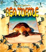 Life Cycle of a Sea Turtle