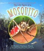 Life Cycle of a Mosquito