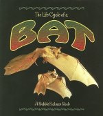 Life Cycle of the Bat