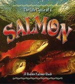Life Cycle of a Salmon