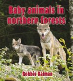 Baby Animals in Northern Forests