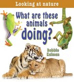 What are These Animals Doing?