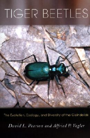 Tiger Beetles