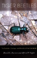 Tiger Beetles