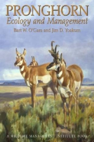 Pronghorn