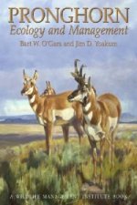 Pronghorn
