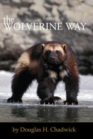 Wolverine Way (Douglas H. Chadwick)(Miękka)