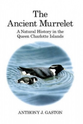 Ancient Murrelet