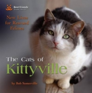 Cats of Kittyville