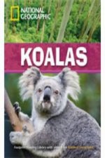 Koalas