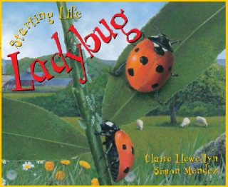 Starting Life: Ladybug