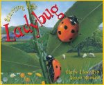 Starting Life: Ladybug