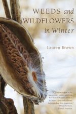 Weeds and Wildflowers in Winter