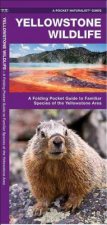 Yellowstone Wildlife