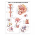 Male Reproductive System Anatomical Chart