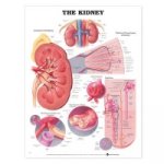 Kidney Anatomical Chart