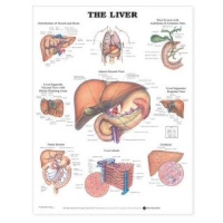 Liver Anatomical Chart