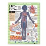 Blueprint for Health Your Heart and Blood Chart