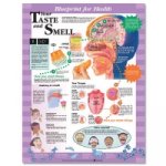 Blueprint for Health Your Taste and Smell Chart