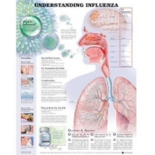 Understanding Influenza