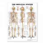 Skeletal System Giant Chart