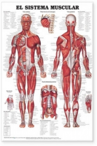 Muscular System Anatomical Chart in Spanish (El Sistema Muscular)