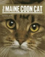 Maine Coon Cat