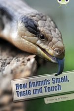 Bug Club Independent Non Fiction Year Two White A How Animals Smell, Taste and Touch