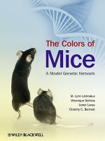 Colors of Mice - A Model Genetic Network