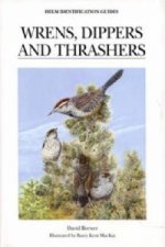 Wrens, Dippers and Thrashers