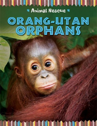 Animal Rescue: Orang-utan Orphans