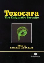 Toxocara