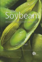 Soybean