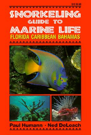 Snorkeling Guide to Marine Life