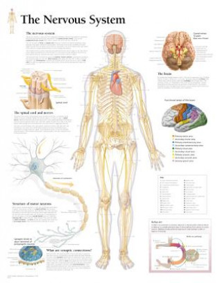 Nervous System Laminated Poster