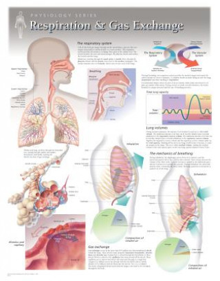 Respiration & Gas Exchange Laminated Poster