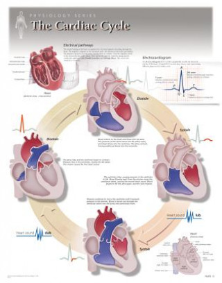 Cardiac Cycle Laminated Poster
