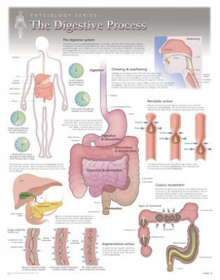 Digestive Process Laminated Poster