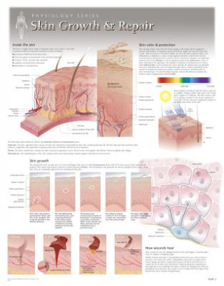 Skin Growth & Repair Laminated Poster