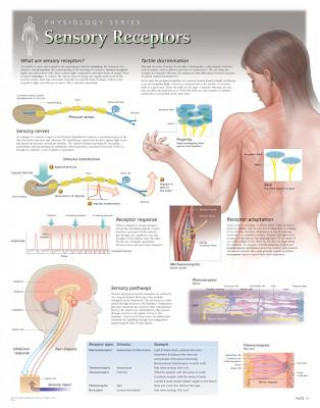 Sensory Receptors Laminated Poster
