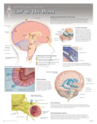 CSF & the Brain Laminated Poster