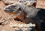 Galápagos Geburtstagskalender (Wandkalender immerwährend DIN A2 quer)
