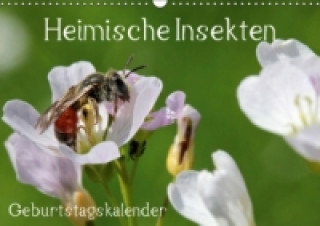 Heimische Insekten / Geburtstagskalender (Wandkalender immerwährend DIN A3 quer)