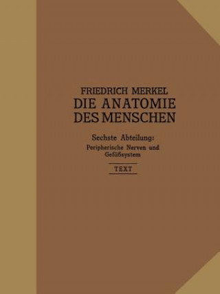 Peripherische Nerven, Gefasssystem
