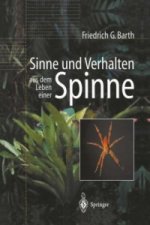 Sinne und Verhalten: aus dem Leben einer Spinne, 1