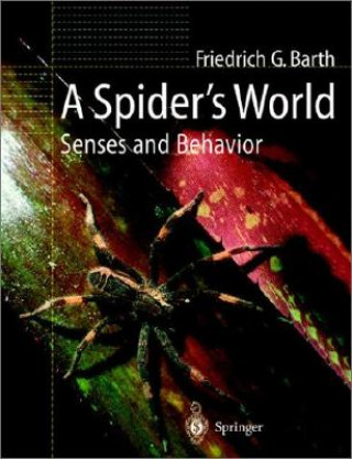 Spider's World