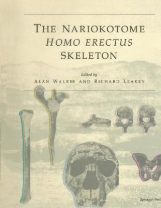 Nariokotome Homo Erectus Skeleton